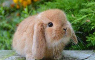 Международный день кролика 2023: история праздника и забавные фотографии - hochu.ua - Англия - История