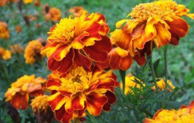 Позаботьтесь о цветнике: как собрать и сохранить семена бархатцев - hochu.ua