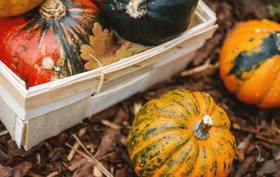 Что делать в октябре в саду и огороде: лунный календарь на октябрь 2023 - hochu.ua