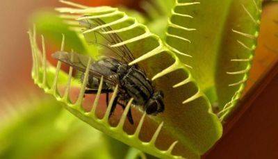 6 растений, которые отпугивают насекомых и комаров: вы будете удивлены - korisno.24tv.ua