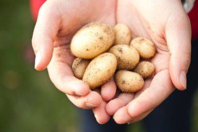 Не выбрасывайте кожицу от картофеля: вот 5 способов использовать ее - korisno.24tv.ua - Россия