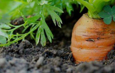 Почему трескается морковь в земле: назвали три основные причины - hochu.ua