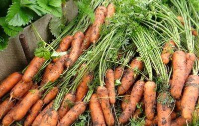 Когда собирать морковь: правила выкапывания и хранения - hochu.ua