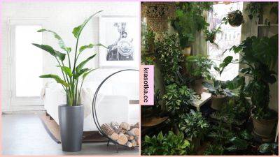 6 причин, по которым ваш интерьер испорчен комнатными растениями - krasotka.cc
