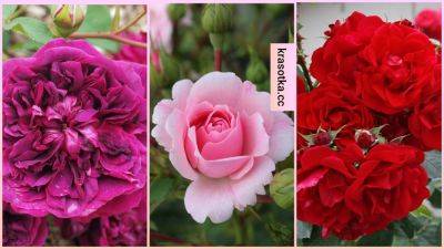 7 сортов зимостойких роз, которые можно посадить в северных районах - krasotka.cc