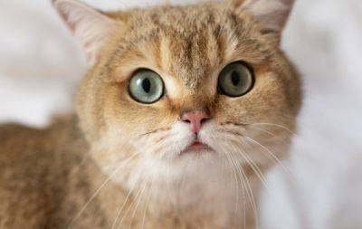 Перестаньте сверлить кота взглядом! Объясняем, почему мурлыки не выносят долгий зрительный контакт - hochu.ua