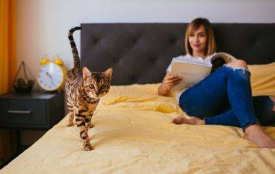 Пушистый будильник: почему на самом деле кот не дает вам выспаться и будит с самого утра - hochu.ua