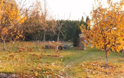 Весной будет поздно: чем подкормить деревья и кустарники в саду осенью - hochu.ua