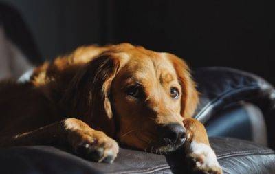 Как понять, что собака страдает от боли: 10 признаков, которые не стоит игнорировать - hochu.ua - Анкара