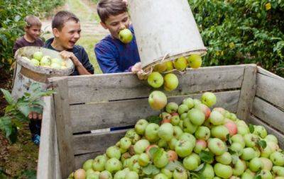Все зависит от сбора: когда и как собирать яблоки, чтобы долежали до весны - hochu.ua - Когда