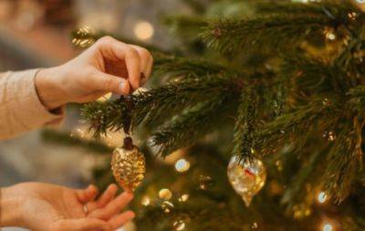 Не выбрасывайте: как переделать новогоднюю елку с пользой для сада и огорода - hochu.ua