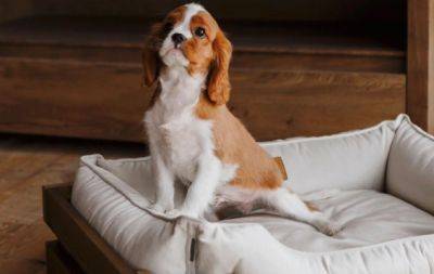 Подмоченная репутация: 6 причин, почему ваш пес может мочиться в постель - hochu.ua