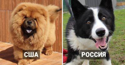 15 стран, в которых запрещены конкретные породы собак - twizz.ru - Швейцария - Германия - Англия - Испания - Норвегия - Дания - Ирландия