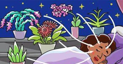 Они даже ночью выделяют кислород! 9 растений, которые хорошо иметь в спальне - leprechaun.land