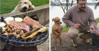 25+ Смешные фотографии собак-попрошаек еды, которым Вы просто не можете сказать «нет» - leprechaun.land