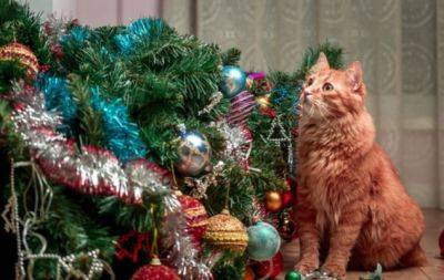Коты и новогодние елки: подборка смешных кадров с места преступления (25 ФОТО) - hochu.ua