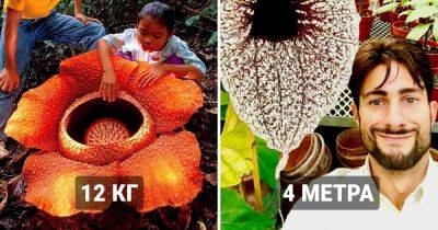 12 поразительных растений, которые поставили рекорды своими размерами - twizz.ru - Индия - Италия - Шри Ланка