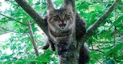 Как снять кота с дерева - leprechaun.land