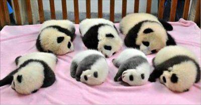 Детский сад для панд — самое милое место на земле - leprechaun.land - Китай