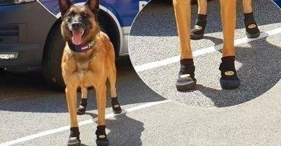 Из-за жары в Европе массово обувают полицейских собак в специальные ботиночки… - leprechaun.land - Венгрия