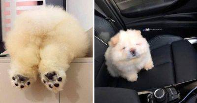 Пуффи — пушистый щенок чау-чау, взявший штурмом Instagram - leprechaun.land - Китай - Малайзия