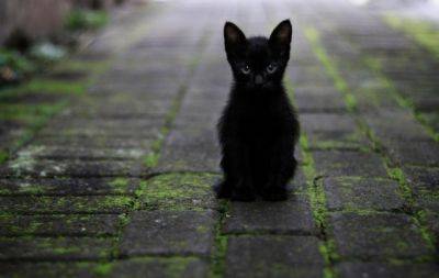 День кота в Европе: самые милые фотографии котиков-муркотиков (ФОТО) - hochu.ua - Италия