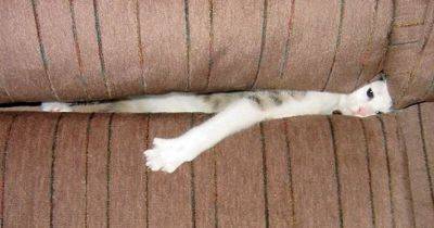 Кошки, которые так и не научились пользоваться диваном - leprechaun.land