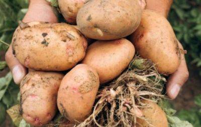 Лучшие сорта картофеля: с ними урожай будет королевским - hochu.ua - Украина