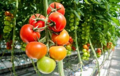 Советы опытных дачников: если хотите, чтобы томаты плодоносили, засыпьте это в теплицу - hochu.ua
