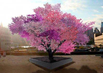 Это необычное дерево плодоносит сорока видами косточковых фруктов! - leprechaun.land - Нью-Йорк