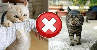 7 сигналов, что ваша кошка тайно вас ненавидит - leprechaun.land