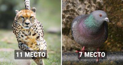 20 самых быстрых в мире животных, которые легко ускользнут от любого преследования - twizz.ru - Сша - Аргентина - Юар - Мексика - Кения - Танзания - Чили