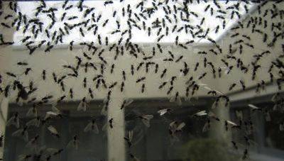 Советы по избавлению от летающих муравьев в доме - e-w-e.one