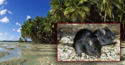 Исчезновение крыс привело к 50-кратному росту редких деревьев - leprechaun.land - Сша