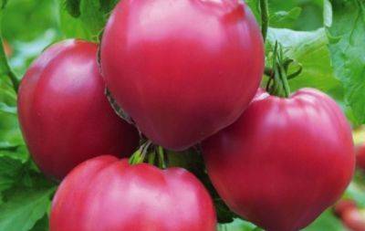 Известно, какой сорт помидоров будет самым плодородным в 2024 году: кусты неприхотливы, зато родят ведрами - hochu.ua