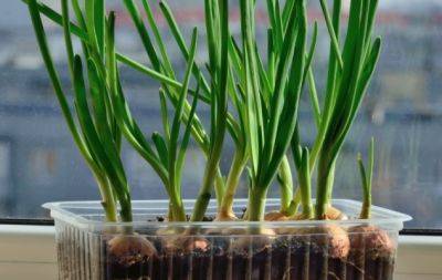 Как вырастить лук на зелень: самые популярные способы выращивания - hochu.ua