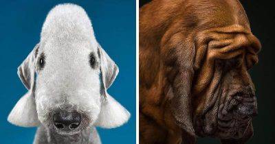 Пара фотографов делает шикарные портреты собак разных пород, раскрывая их индивидуальные черты - leprechaun.land - Москва - Фиджи
