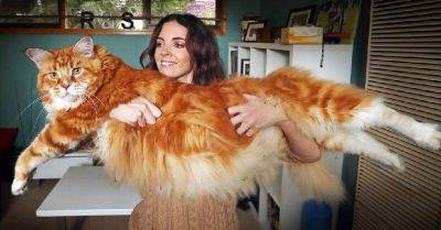 10 самых крупных пород домашних кошек для тех, кто хочет быть придавлен к дивану мурчащим трактором - leprechaun.land