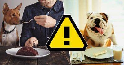 Сырое мясо, кости и другие продукты, которые нельзя давать собаке - leprechaun.land - Виноград