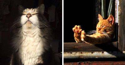 25 доказательств того, что кошки больше всего на свете обожают солнце - leprechaun.land