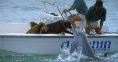 Дельфин целует собаку. Невероятный момент, запечатленный на видео! - leprechaun.land
