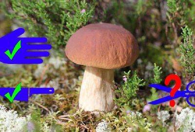 Как правильно искать грибы - leprechaun.land
