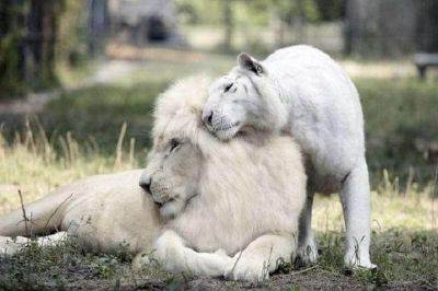 У белого льва и белой тигрицы родились детеныши. И они просто потрясающе прекрасные! - leprechaun.land - штат Южная Каролина