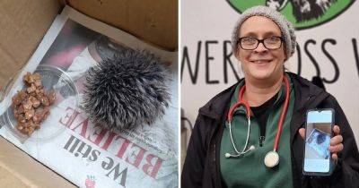 Британка нашла больного ёжика, но ветеринары подсказали ей, что ежом там и не пахло - twizz.ru - Англия