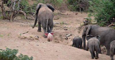 Казалось бы, обычное стадо слонов, пока фотограф не увидел редкого слоненка за матерью… - leprechaun.land
