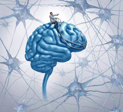 Нейропластика мозга: Как ВЫ мыслите, так вам и БУДЕТ - leprechaun.land - Россия