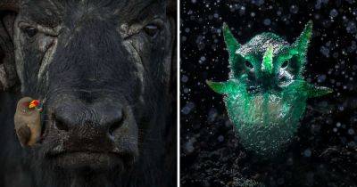 15 впечатляющих снимков дикой природы, ставших победителями мирового конкурса 2024 года - twizz.ru - Таиланд - Англия - Кения - Шри Ланка - Исландия