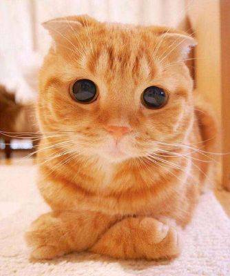 20 самых красивых котов в мире - leprechaun.land