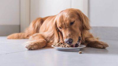 Здоровое питание собак: роль качественного корма и лакомств в рационе - interesnoznat.com