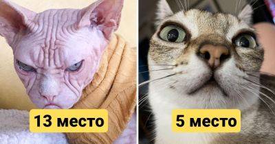 15 пород кошек, которые считаются самыми некрасивыми, согласно золотому сечению - twizz.ru